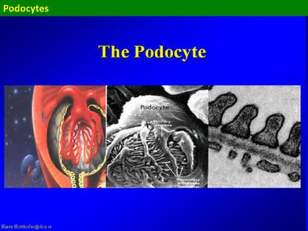 Podocytes. the filtration barrier = an amazing structure filtering something like 200-500 l plasma per day and producing something like 200 l of primary.