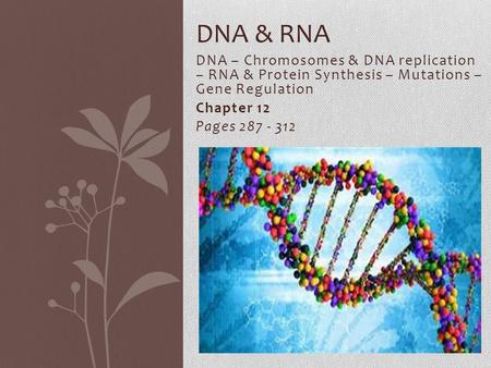 DNA – Chromosomes & DNA replication – RNA & Protein Synthesis – Mutations – Gene Regulation Chapter 12 Pages 287 - 312 DNA & RNA.