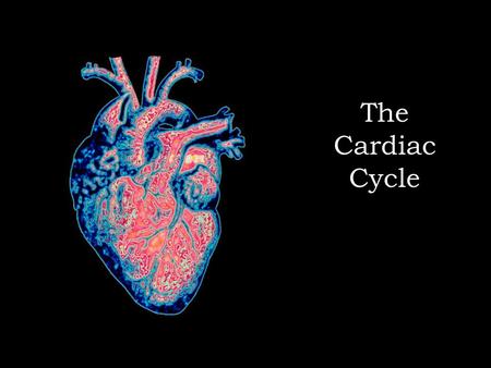 The Cardiac Cycle.  0.0 – 0.05 seconds: Atrial depolarisation: a wave of depolarisation spreads over the atria from the Sino Atrial Node initiating the.