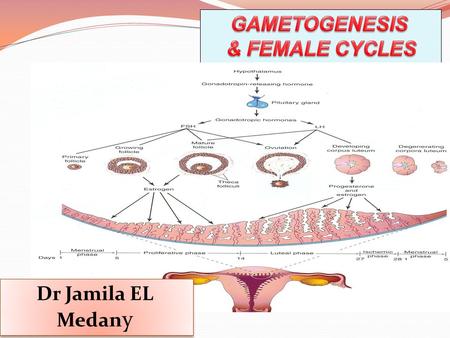 GAMETOGENESIS & FEMALE CYCLES Dr Jamila EL Medany.