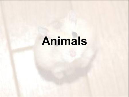 Animals. 1.Animals are all heterotrophs, meaning that they obtain nutrients and energy by feeding on organic compounds from other organisms.