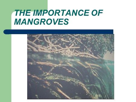 THE IMPORTANCE OF MANGROVES. MANGROVES ARE ONE TYPE OF ESTUARY. ESTUARIES ARE WHERE FRESH WATER AND SALTWATER MIX. SALT MARSH IS AN ESTUARY MAINLY OF.