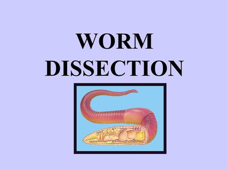 WORM DISSECTION. NAMING Kingdom: Phylum: Class: ANIMALIA Annelida “little rings” OLIGOCHAETA “few bristles” (=SETA pl: SETAE)