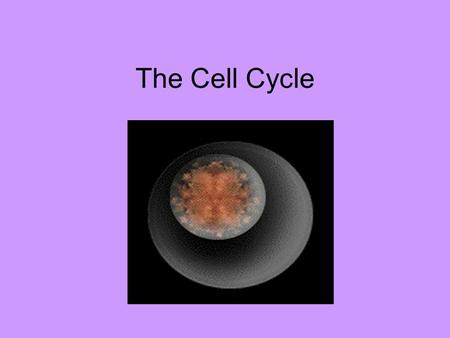 The Cell Cycle. I need a volunteer! Does anyone have a mirror? Take it out and let me call on you to come up to the class I want to see how my hair is.