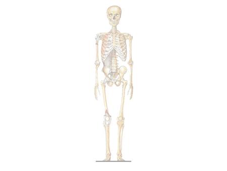 Skeletal System “Framework of the body” Works with muscle system – Body movement JOBS – Movement – Protection (vital organs) – Site of cell making (blood.