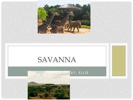 BY: ELLIE SAVANNA. A savanna is a hot seasonally dry grassland With scatted trees this Environment is intermediate Between a grassland and a forest.