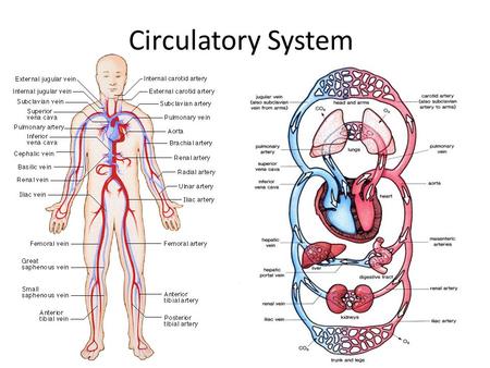 Circulatory System.