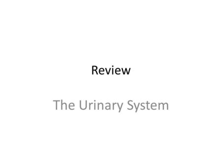 Review The Urinary System. Review Name the three main functions of the urinary system? Excretion, secretion, elimination The first process in the formation.