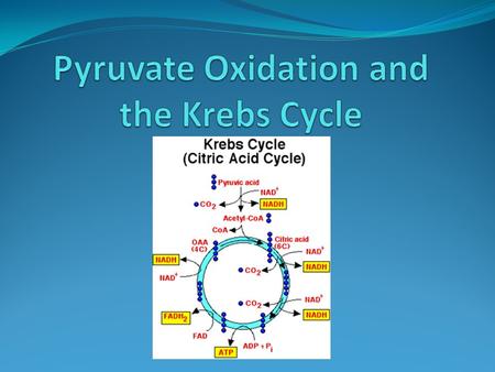 Reminder From glycolysis, 2 ATP net were produced, along with 2 NADH and 2 pyruvate molecules. If oxygen is present, pyruvate will move on with aerobic.