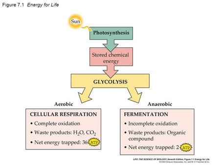 Figure 7.1 Energy for Life. Figure 7.2 Oxidation and Reduction Are Coupled.