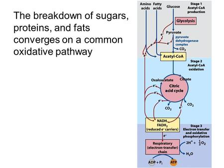 The breakdown of sugars, proteins, and fats converges on a common oxidative pathway.