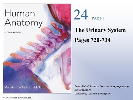 The Urinary System Pages