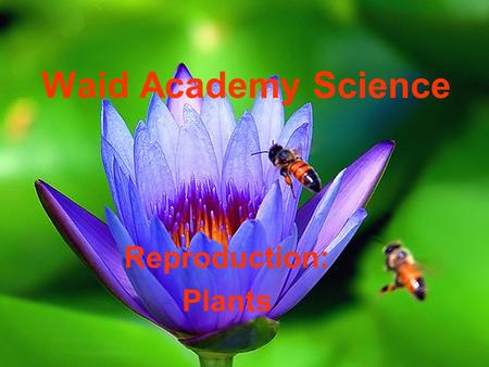 Waid Academy Science Reproduction: Plants. In plants, the male sex cell is called sperm 1.True 2.False 10.