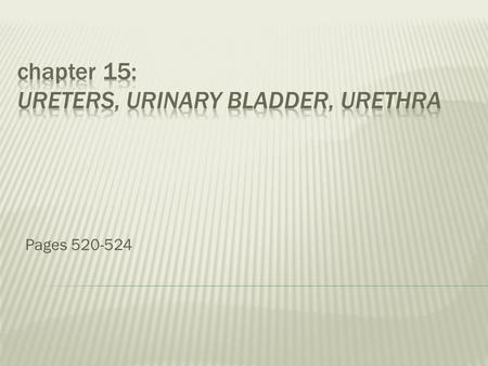 chapter 15: Ureters, Urinary Bladder, urethra