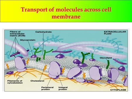 Transport of molecules across cell membrane. SELECTIVELY PERMEABLE in and out largechargedpolar SELECTIVELY PERMEABLE: Controls what comes in and out.