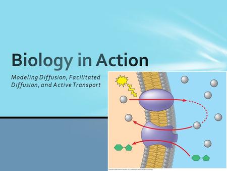 Modeling Diffusion, Facilitated Diffusion, and Active Transport.