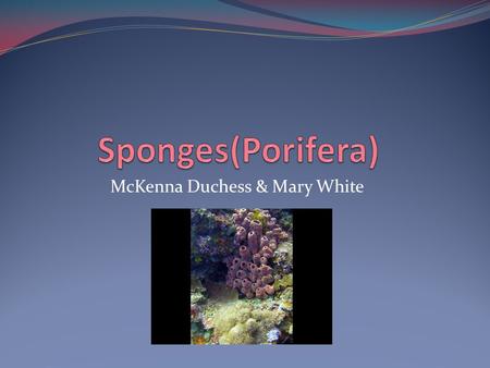 McKenna Duchess & Mary White. Diversity There are 9,000 different species of sponges. They are diverse in shape, size, and color. Some consist of a single.