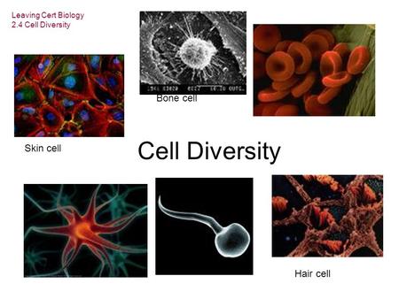 Leaving Cert Biology 2.4 Cell Diversity Cell Diversity Skin cell Bone cell Hair cell.