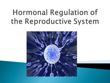 1. Primary sex characteristics (gonads and sperm) are produced while the fetus is still in utero (testes descend into scrotum at third month of development).