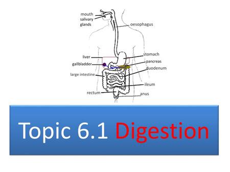 Topic 6.1 Digestion. TOPIC 6.1 DIGESTION The structure of the wall of the small intestine allows it to move, digest and absorb food.