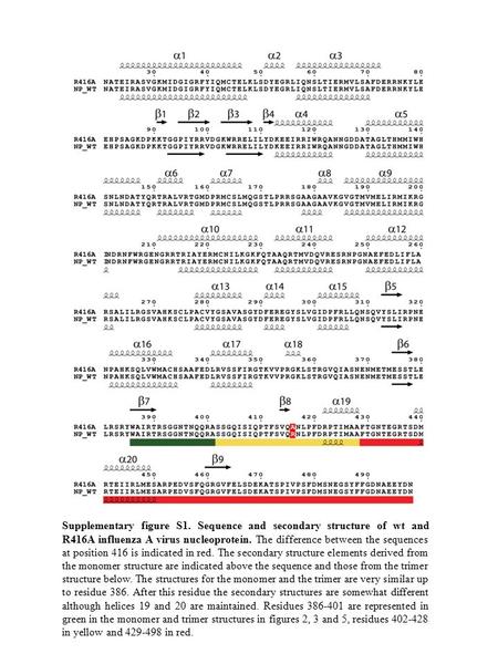 Supplementary figure S1. Sequence and secondary structure of wt and R416A influenza A virus nucleoprotein. The difference between the sequences at position.