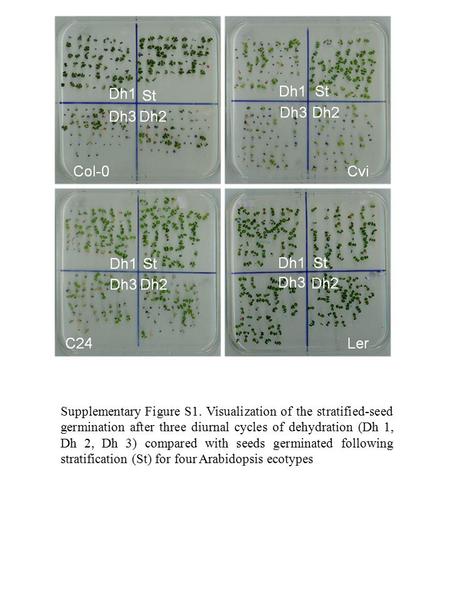 Supplementary Figure S1. Visualization of the stratified-seed germination after three diurnal cycles of dehydration (Dh 1, Dh 2, Dh 3) compared with seeds.