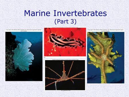 Marine Invertebrates (Part 3). Phylogenetics Protostomes (mouth first) Deuterostomes (mouth second) Embryo cell division simple ----------------------------