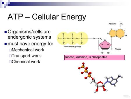 ATP – Cellular Energy Organisms/cells are endergonic systems must have energy for  Mechanical work  Transport work  Chemical work Ribose, Adenine, 3.