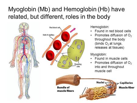 Myoglobin (Mb) and Hemoglobin (Hb) have related, but different, roles in the body Hemoglobin: Found in red blood cells Promotes diffusion of O 2 throughout.