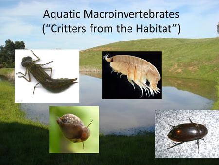 Aquatic Macroinvertebrates (“Critters from the Habitat”)