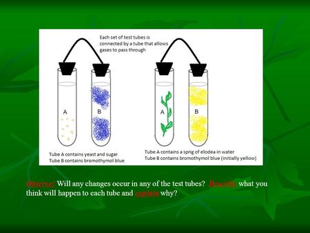 Observe! Will any changes occur in any of the test tubes? Describe what you think will happen to each tube and explain why?