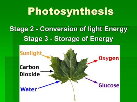 Stage 2 - Conversion of light Energy Stage 3 - Storage of Energy