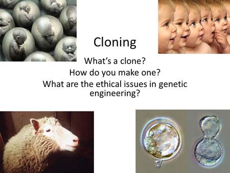 Cloning What’s a clone? How do you make one? What are the ethical issues in genetic engineering?