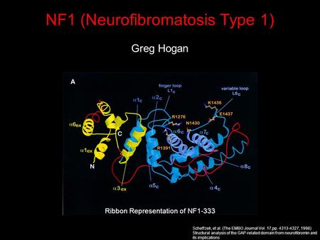 NF1 (Neurofibromatosis Type 1) Greg Hogan Ribbon Representation of NF1-333 Scheffzek, et al. (The EMBO Journal Vol. 17,pp. 4313-4327, 1998) Structural.