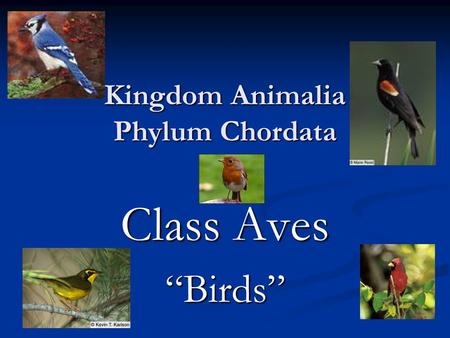 Kingdom Animalia Phylum Chordata Class Aves “Birds”