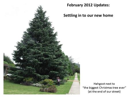 February 2012 Updates: Settling in to our new home Hahgoot next to “the biggest Christmas tree ever” (at the end of our street)