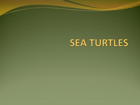 An Introduction to Sea Turtles Sea turtles are large, air-breathing reptiles that inhabit tropical and subtropical seas throughout the world. Their shells.