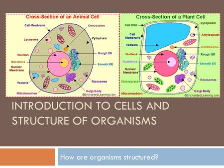 INTRODUCTION TO CELLS AND STRUCTURE OF ORGANISMS How are organisms structured?