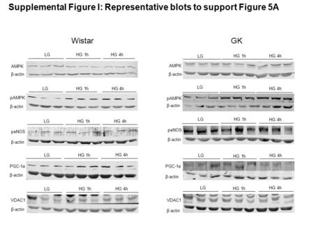 Supplemental Figure I: Representative blots to support Figure 5A WistarGK AMPK β-actin LGHG 1hHG 4h AMPK β-actin HG 1h LG HG 4h pAMPK β-actin LGHG 1h HG.