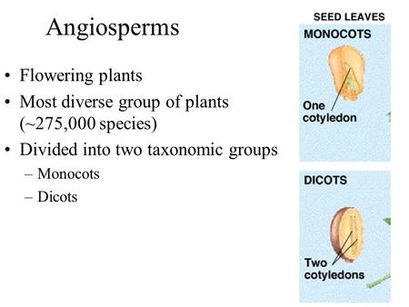 Angiosperms Flowering plants