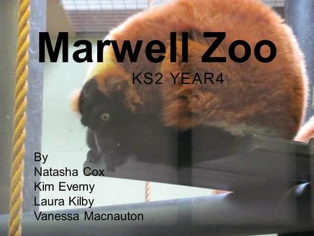 KS2 YEAR4 Marwell Zoo By Natasha Cox Kim Evemy Laura Kilby Vanessa Macnauton.