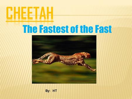 The Fastest of the Fast By: HT. Do you like cheetahs? If you do you should check out this awesome power point.