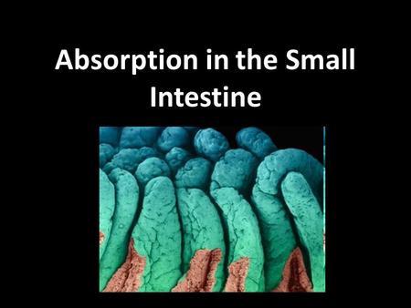 Absorption in the Small Intestine. 2 INGESTION DIGESTION ABSORPTION EGESTION ASSIMILATION Food is taken into body Carbohydrates, proteins and fats are.