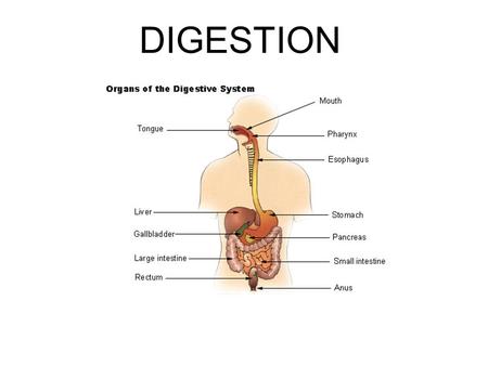 DIGESTION.