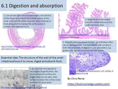 6.1 Digestion and absorption