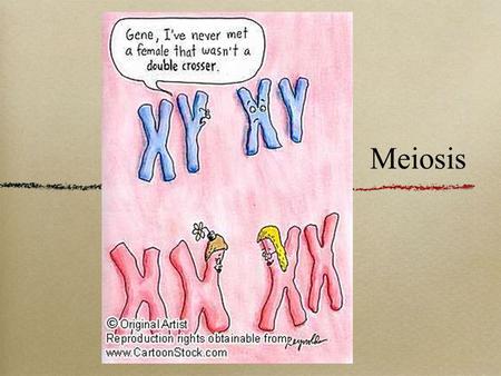 Meiosis. The Diploid Cell Cell with 2 sets of chromosomes Contains chromosomes for each homologous pair Somatic Cells = Body Cells: Diploid All human.