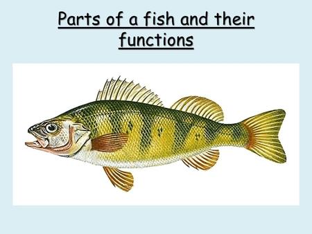 Parts of a fish and their functions