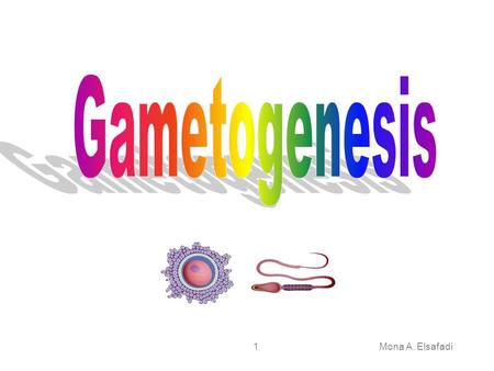 Gametogenesis Mona A. Elsafadi.