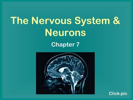 The Nervous System & Neurons Chapter 7 Click pic.