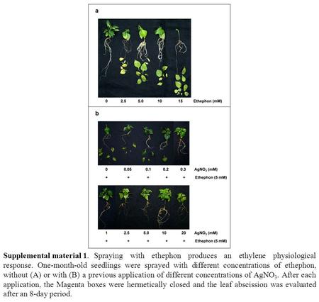 Supplemental material 1.Spraying with ethephon produces an ethylene physiological response. One-month-old seedlings were sprayed with different concentrations.